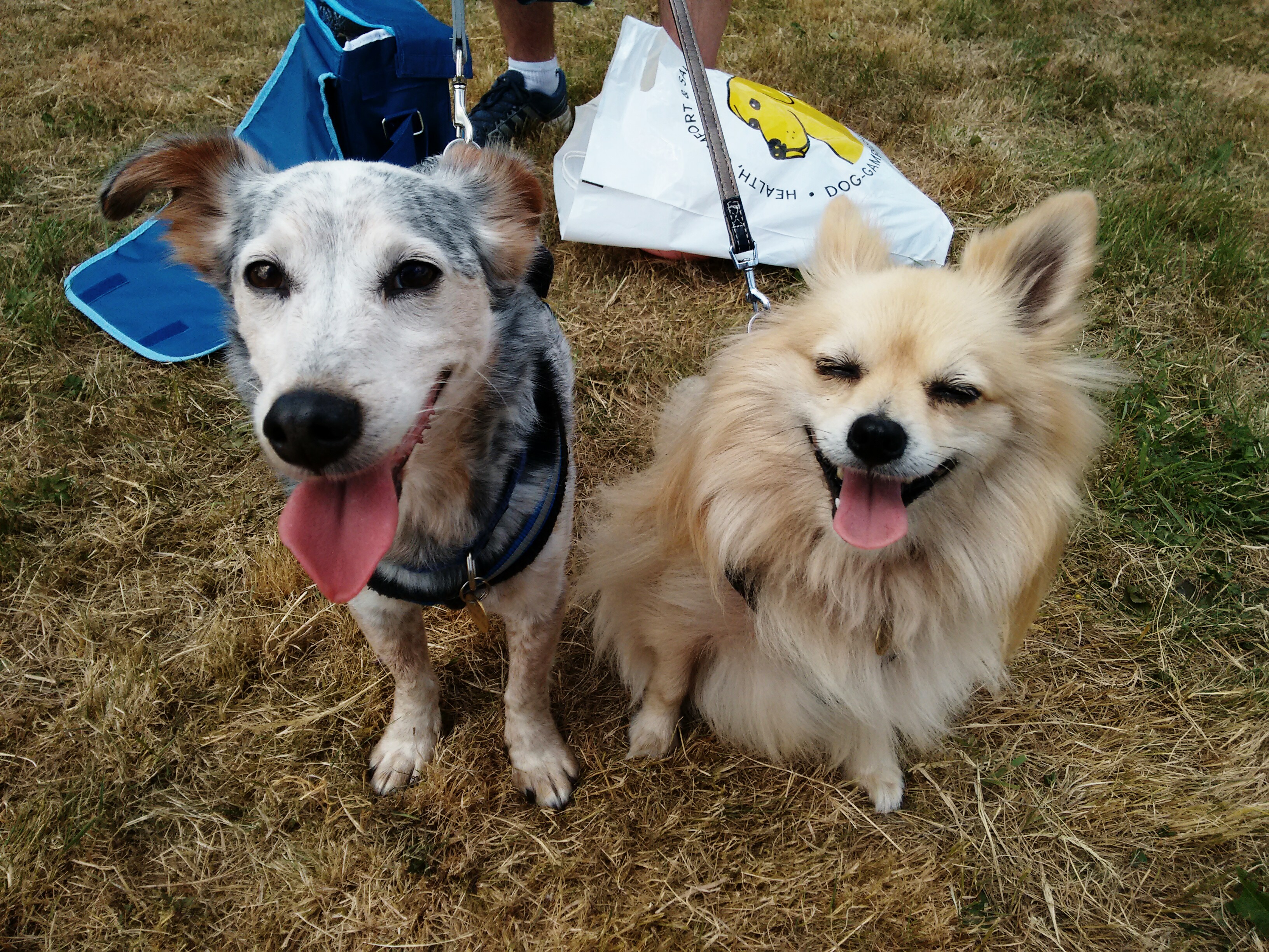 Dogfest Killick and Lola.jpg