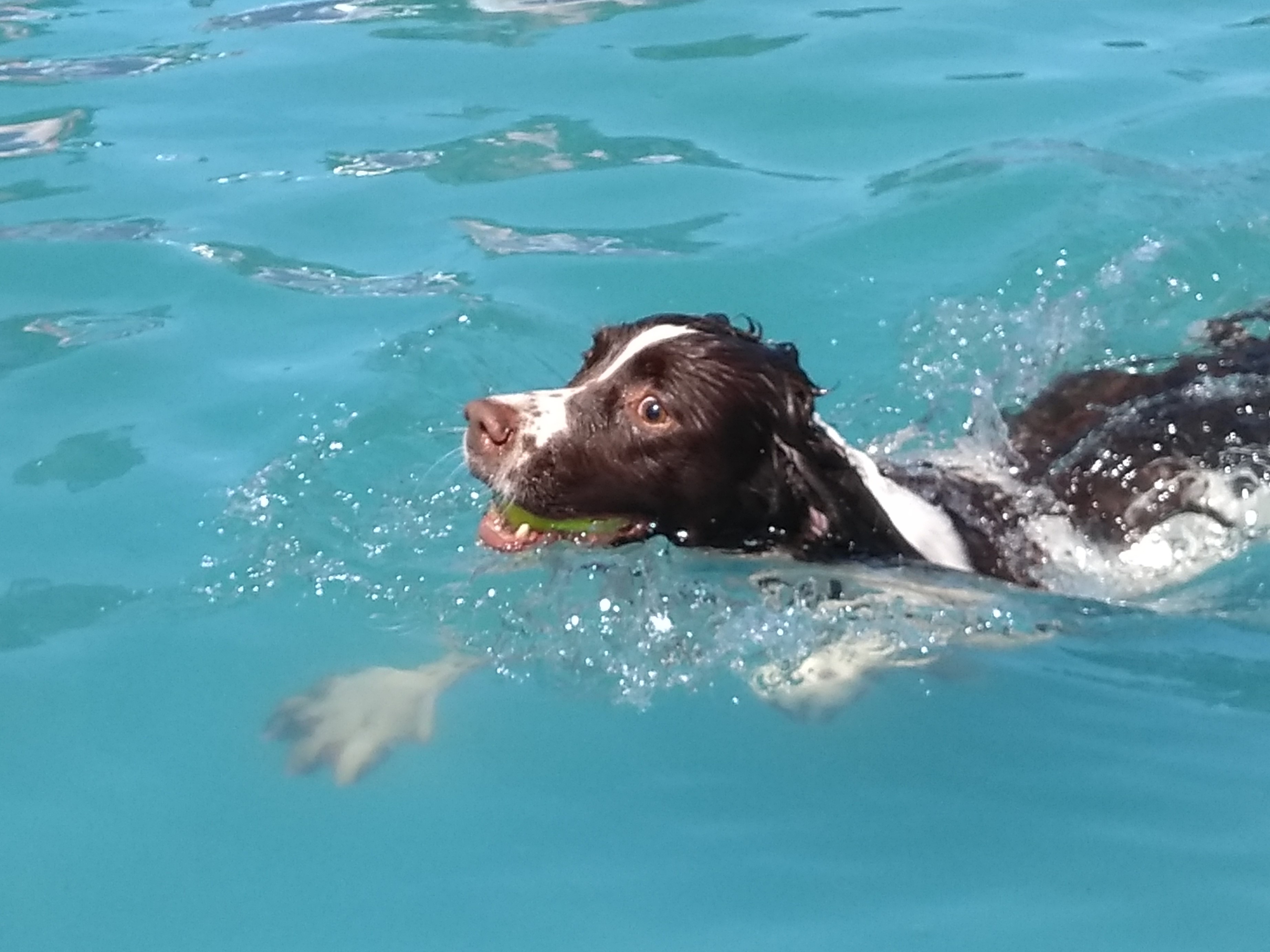 Dogfest dog diving.jpg
